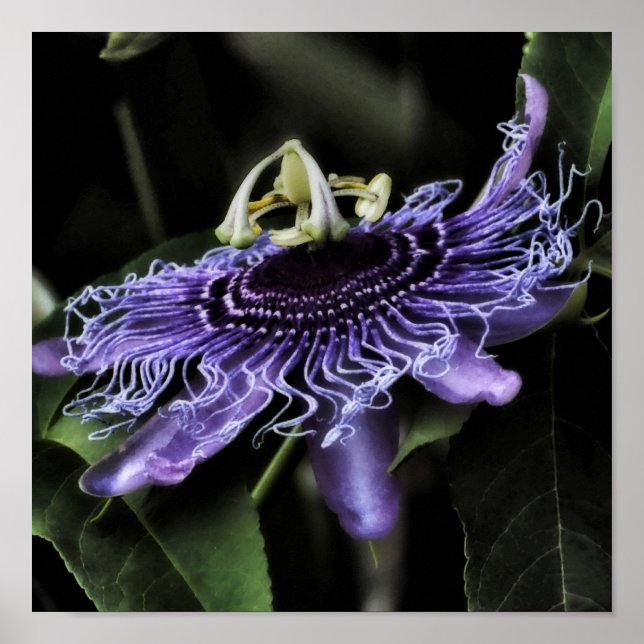 Blume Poster (Vorne)