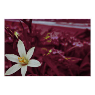 Blume Poster