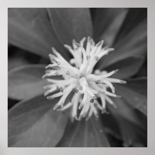 Blume Poster (Vorne)