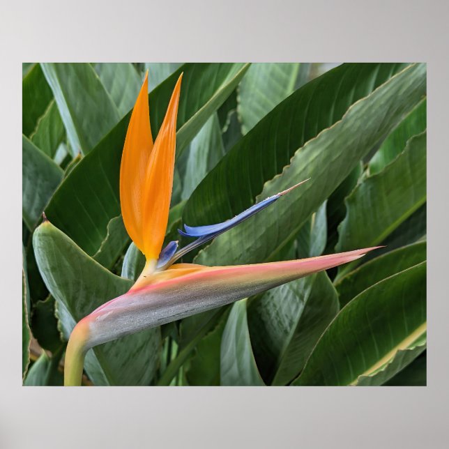 Blume-Poster "Bird of Paradise" Poster (Vorne)