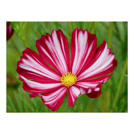 Blume-Poster für atemberaubende Rot-und Weißkosmos Poster