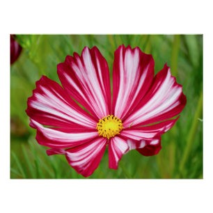 Blume-Poster für atemberaubende Rot-und Weißkosmos Poster