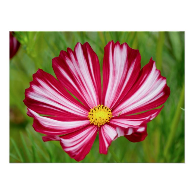 Blume-Poster für atemberaubende Rot-und Weißkosmos Poster (Vorderseite)