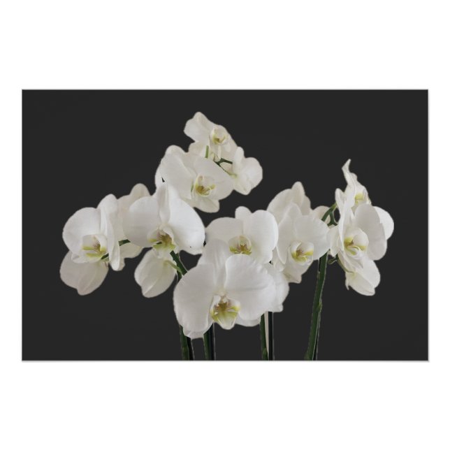 Blume-Poster Poster (Vorderseite)