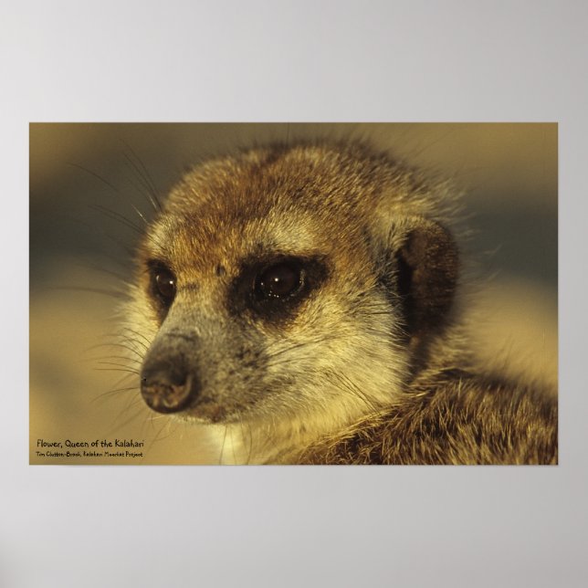 Blume Poster - Royal Whiskers Collection (Vorne)