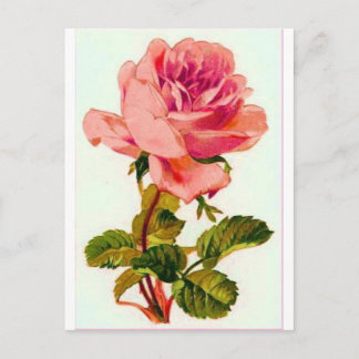 Blume Postkarte