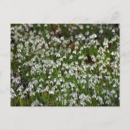 Blume Postkarte
