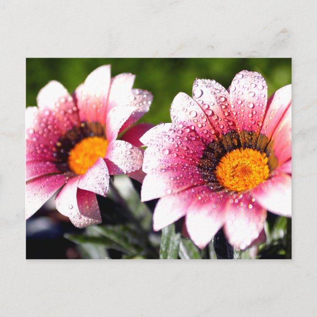 Blume Postkarte (Vorderseite)
