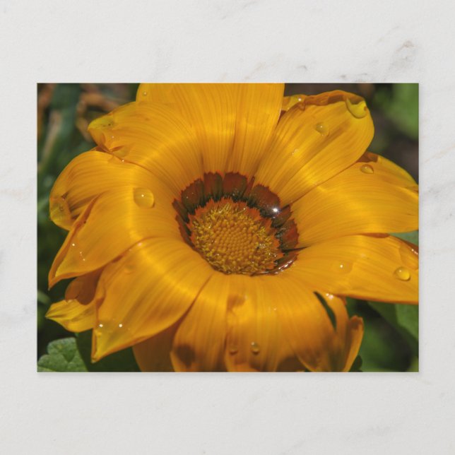 Blume Postkarte (Vorderseite)