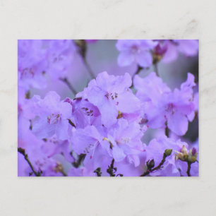 Blume Postkarte