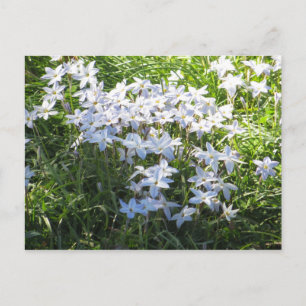 Blume Postkarte