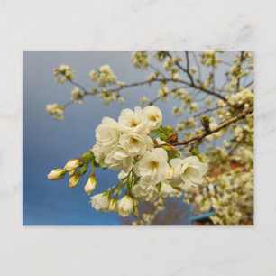 Blume Postkarte