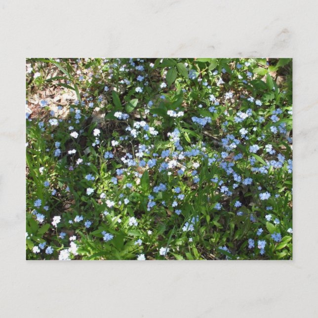 Blume Postkarte (Vorderseite)