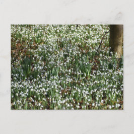 Blume Postkarte