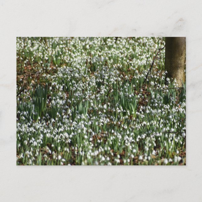 Blume Postkarte (Vorderseite)