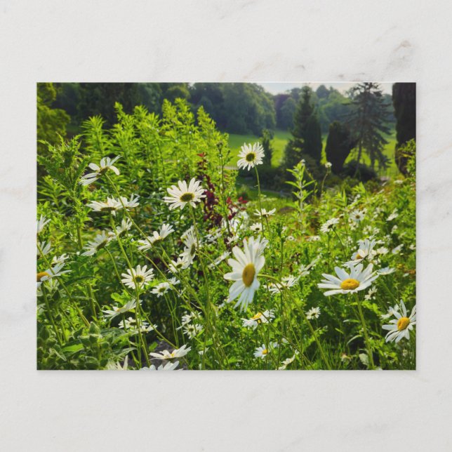 Blume Postkarte (Vorderseite)