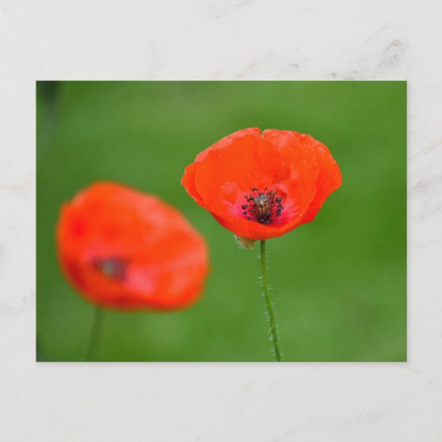 Blume Postkarte (Vorderseite)