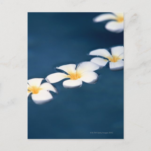 Blume Postkarte (Vorderseite)