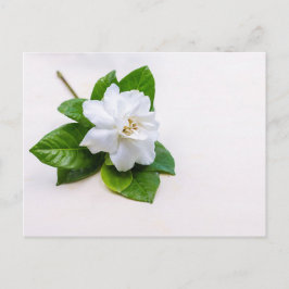 Blume Postkarte