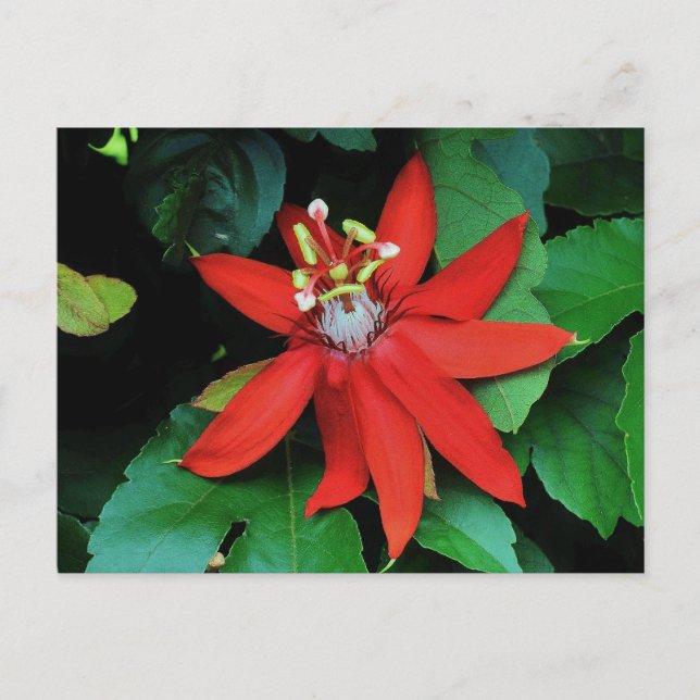 Blume Postkarte (Vorderseite)