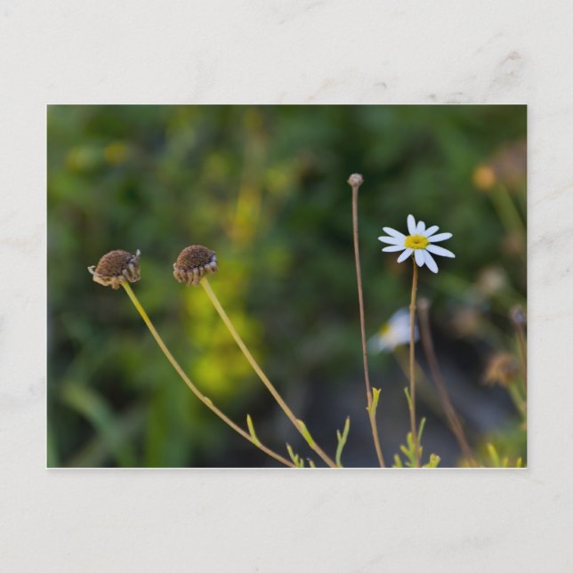 Blume Postkarte (Vorderseite)
