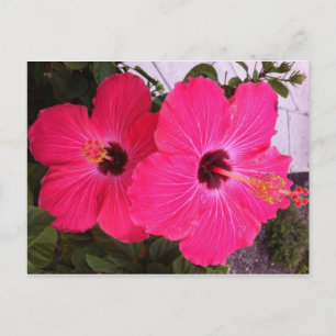 Blume Postkarte