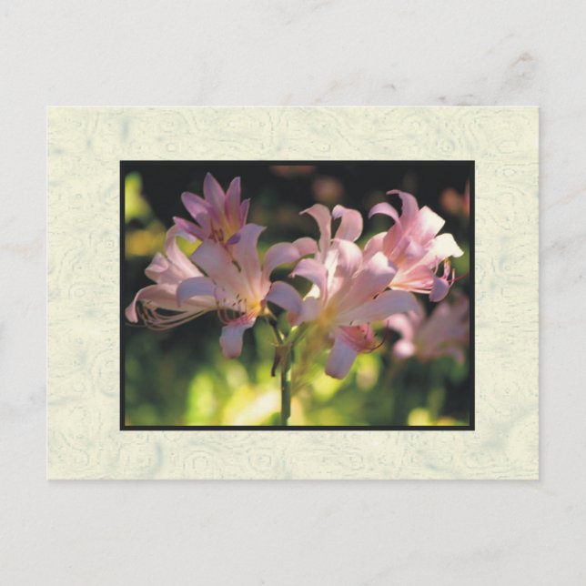 Blume Postkarte (Vorderseite)