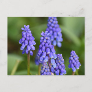 Blume Postkarte