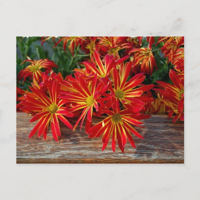 Blume Postkarte (Vorderseite)