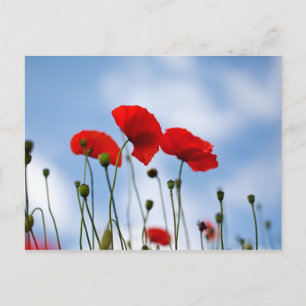 Blume Postkarte