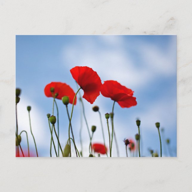 Blume Postkarte (Vorderseite)