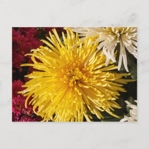 Blume Postkarte