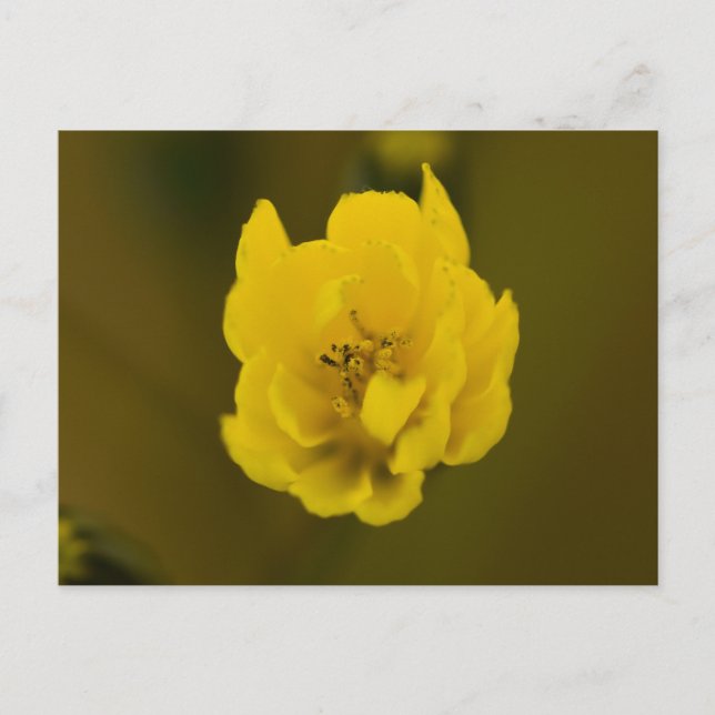 Blume Postkarte (Vorderseite)