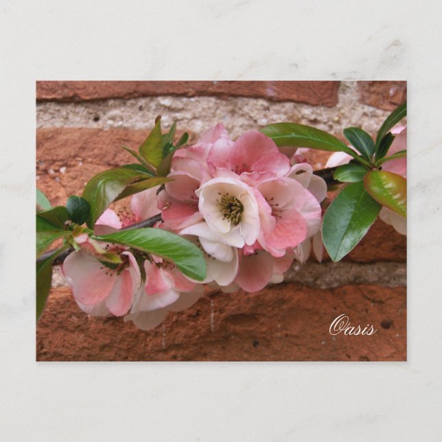 BLUME POSTKARTE (Vorderseite)