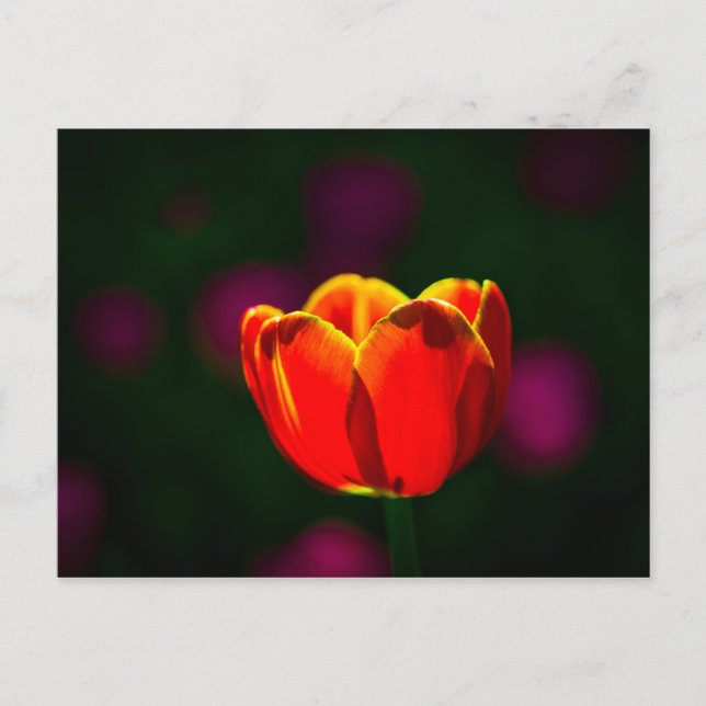 Blume Postkarte (Vorderseite)