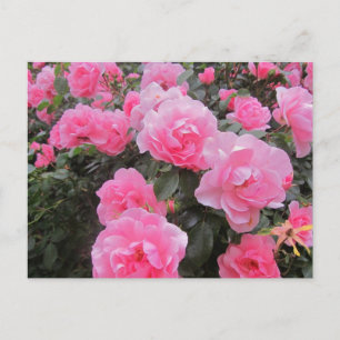 Blume Postkarte