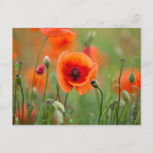 Blume Postkarte