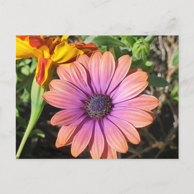 Blume Postkarte (Vorderseite)