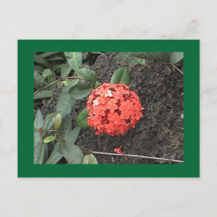 Blume Postkarte