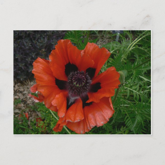 Blume Postkarte (Vorderseite)