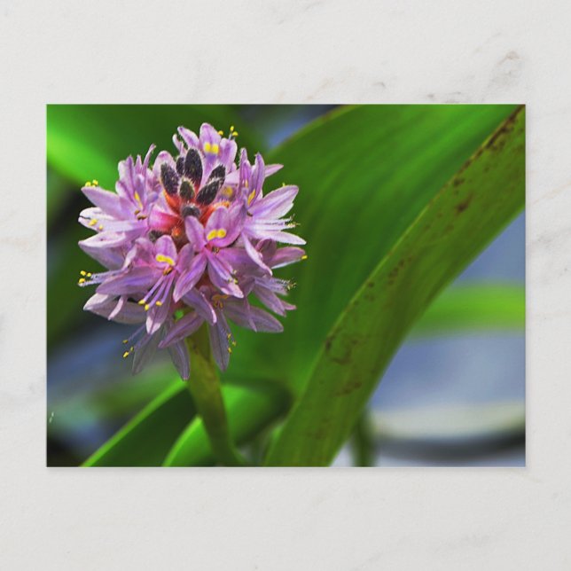 Blume Postkarte (Vorderseite)