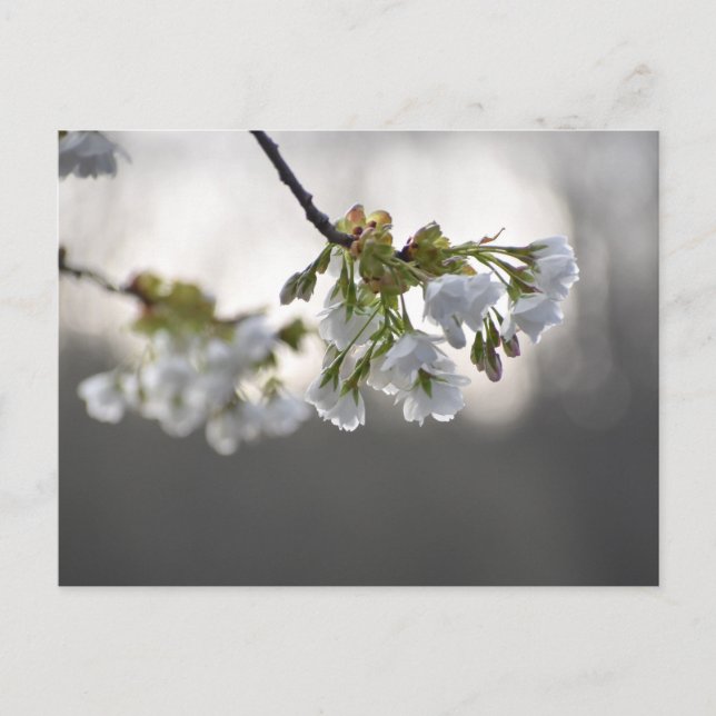 Blume Postkarte (Vorderseite)