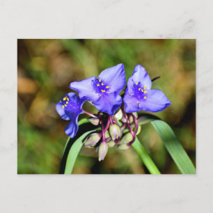 Blume Postkarte