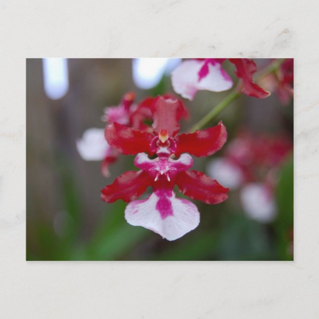 Blume Postkarte (Vorderseite)