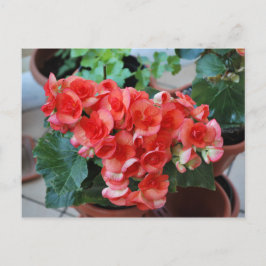 Blume Postkarte