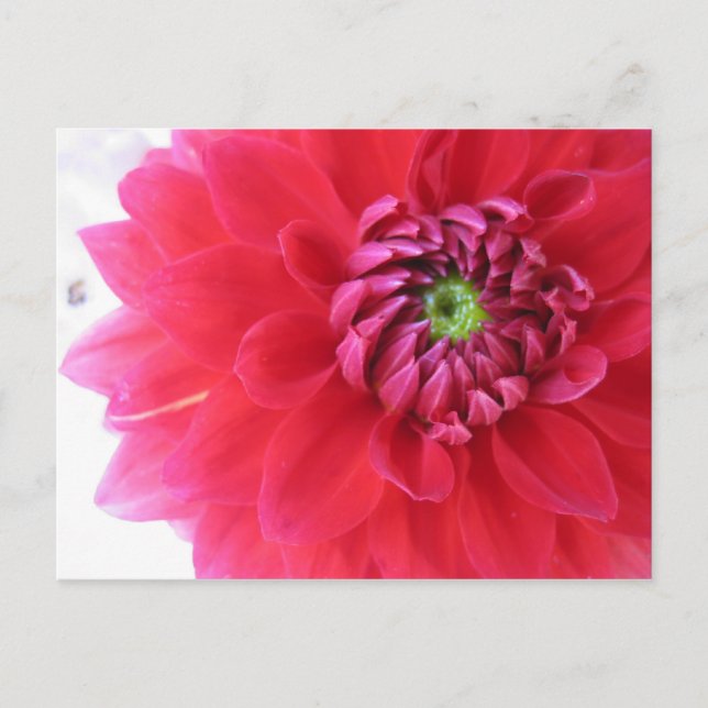Blume Postkarte (Vorderseite)