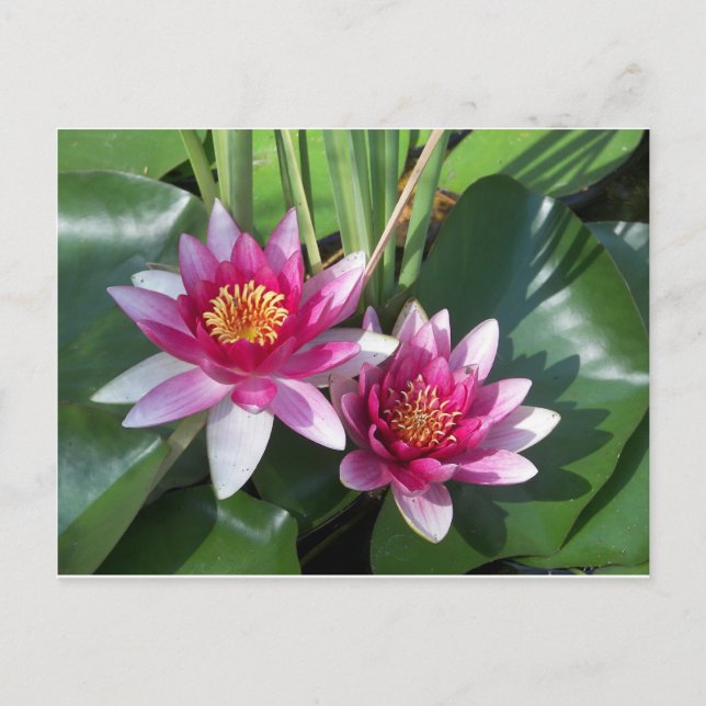 Blume Postkarte (Vorderseite)