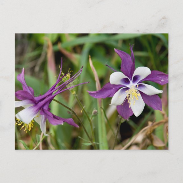 Blume-Postkarten zusammenfassen Postkarte (Vorderseite)