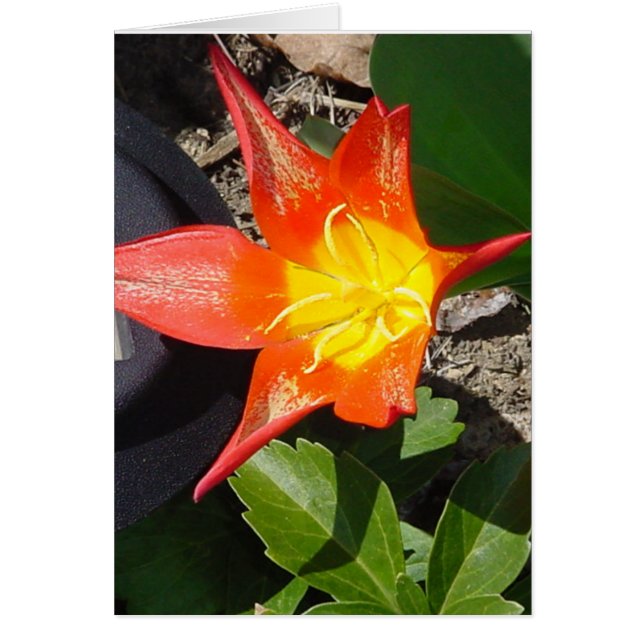 Blume Power (Vorne)