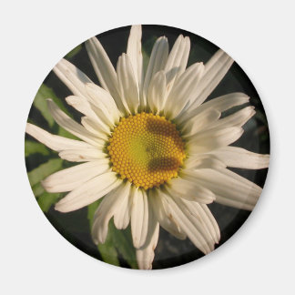 Blume Power Magnet